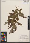 Foto von Salix discolor Muhl.